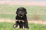 DOGUE DU TIBET 349
